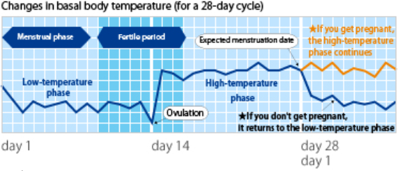 Body temperature pregnancy